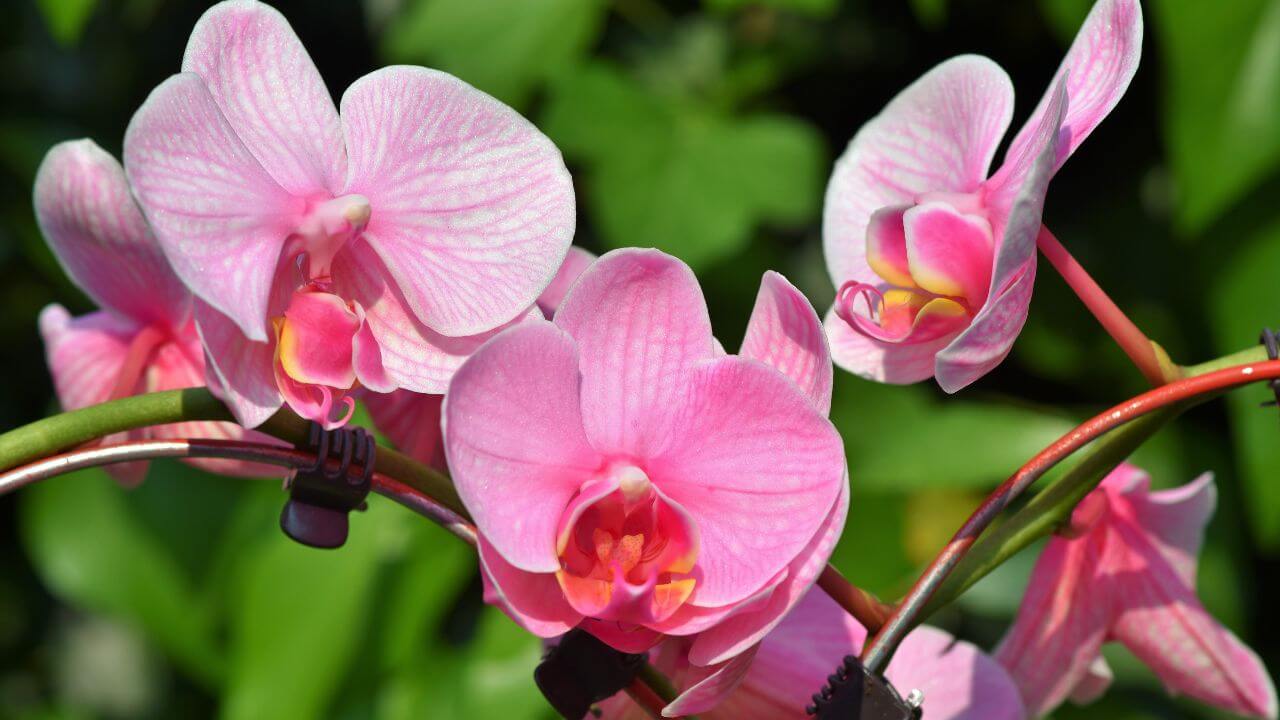 7 Common Reasons Your Orchid Flowers Are Falling Off