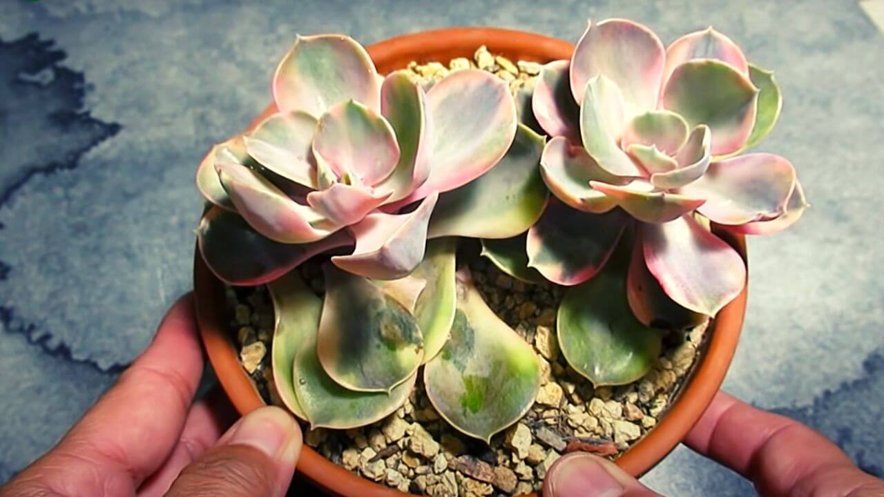 Why is my succulent squishy? Things You Need to Know