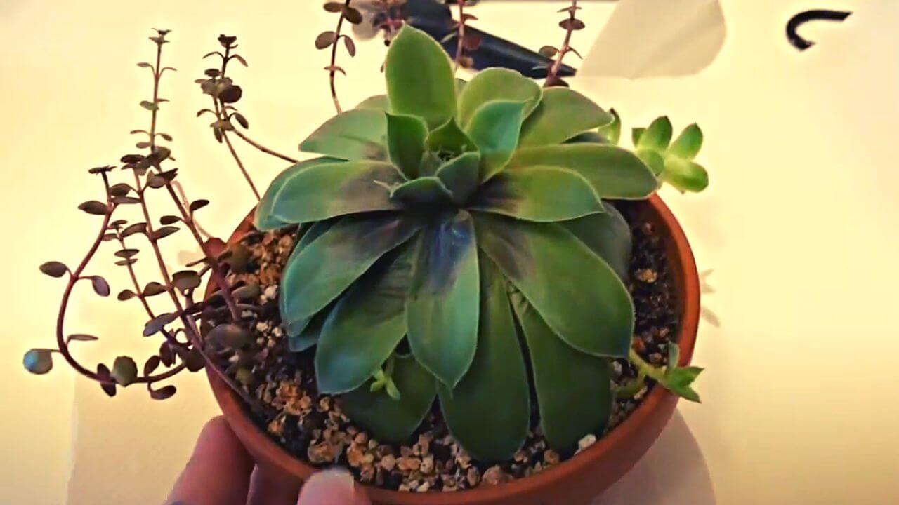 why-is-my-succulent-stem-turning-black