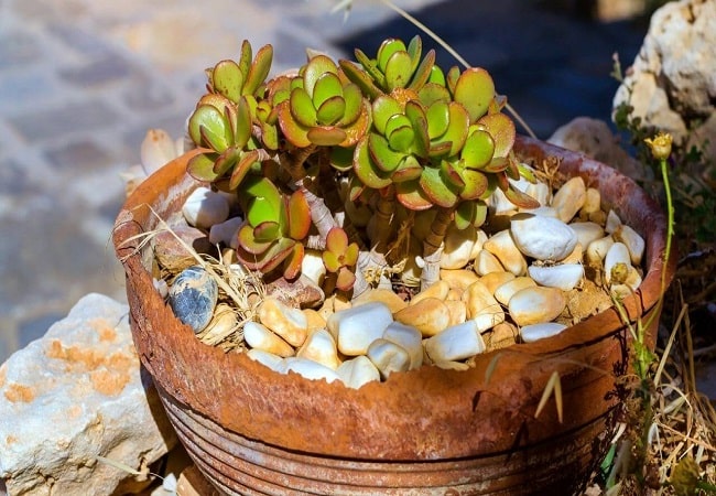 Are Clay Pebbles Good For Succulents