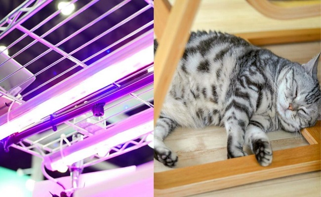 Are Grow Lights Harmful To Cats? All The Information You Need