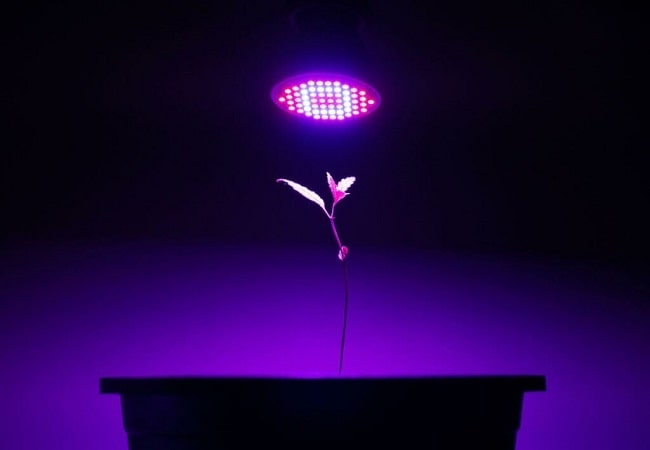 Are Plant Grow Lights Harmful To Humans