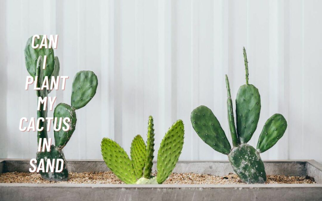 Can I Plant My Cactus In Sand? Tips For Success From A Gardener