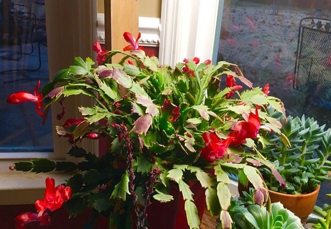 How Big Does A Christmas Cactus Get? Here’s What You Need To Know!