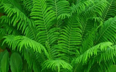 How To Care For Ferns In The Winter? Tips For Surviving The Cold
