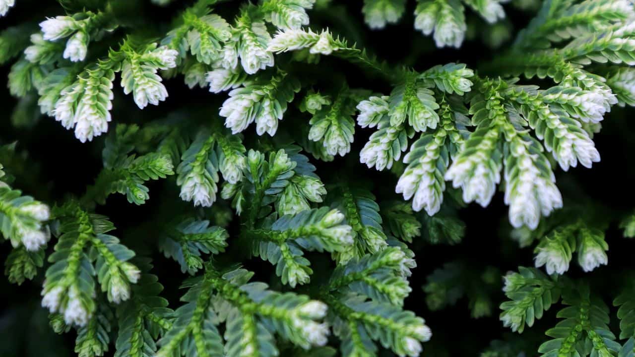 are-frosty-ferns-poisonous-to-cats