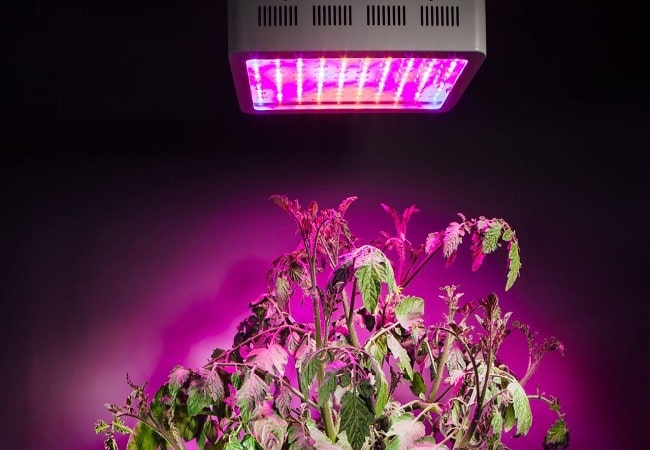 Can I Use Grow Light At Night? Everything You Need To Know