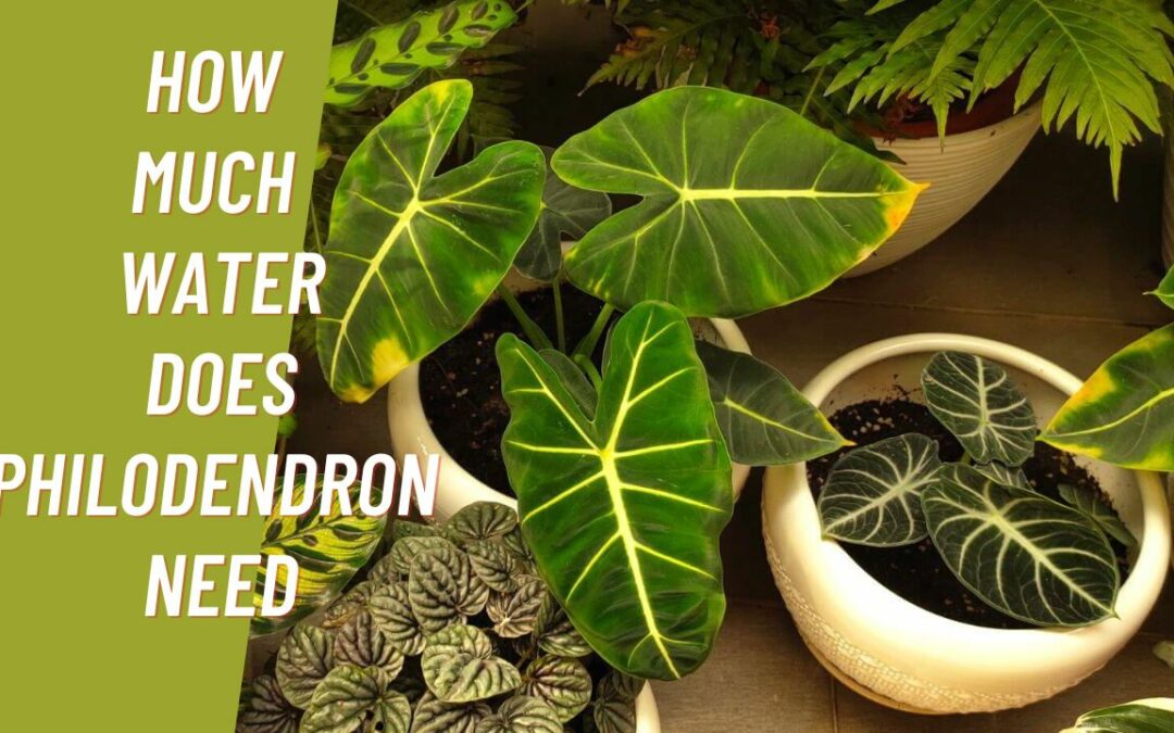 How Much Water Does Philodendron Need