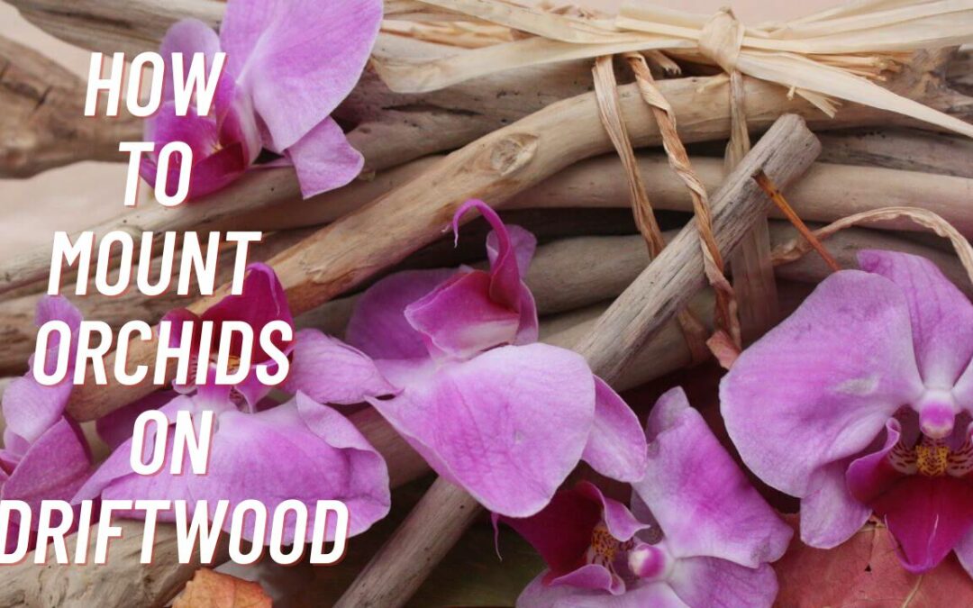 How To Mount Orchids On Driftwood