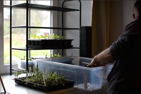 How To Start Seeds Indoors Without Grow Lights