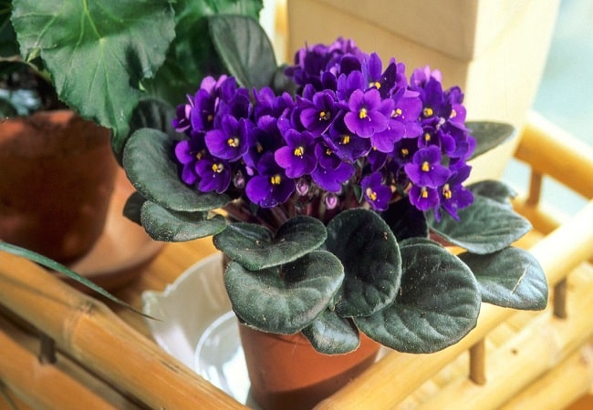 How To Transplant African Violet In Summer