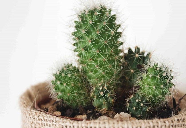 How To Grow A Middle Finger Cactus Plant