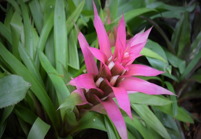Can I Use Orchid Soil For Bromeliads
