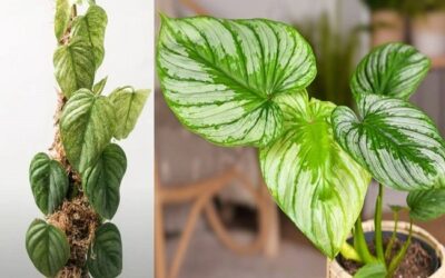 Philodendron Sodiroi VS. Mamei What Is The Differences