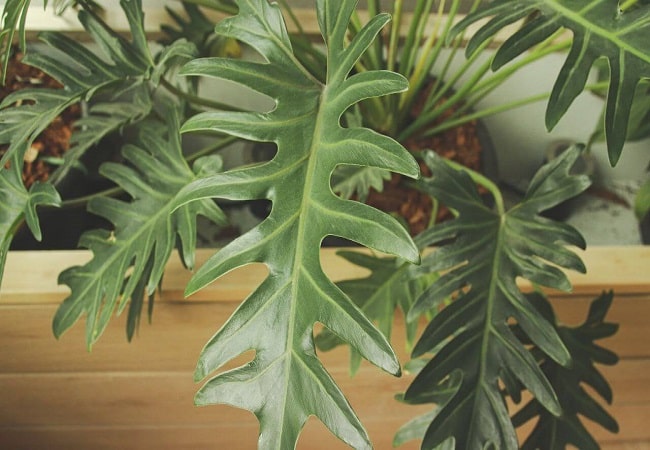 How To Propagate Lickety Split Philodendron