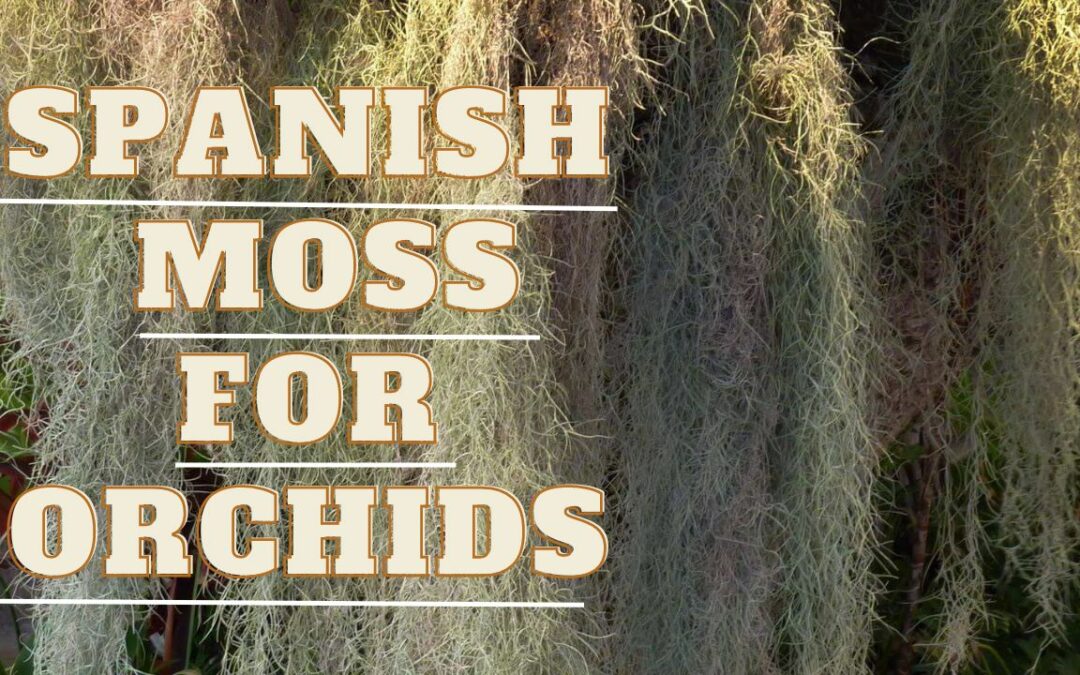 Can I Use Spanish Moss For Orchids