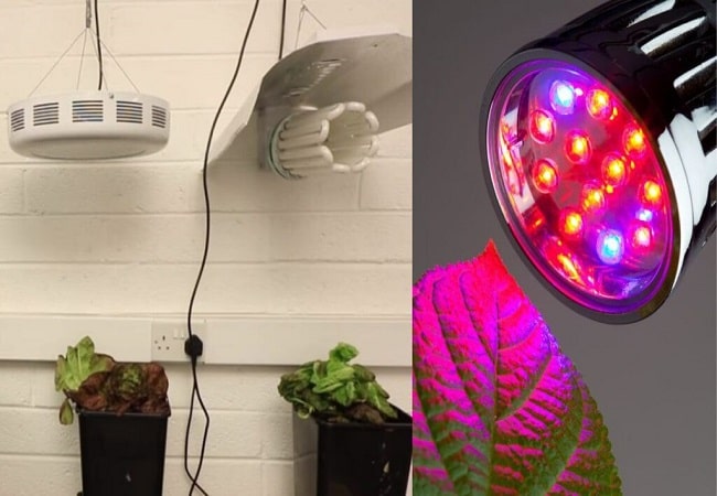 Full Spectrum Vs Red Blue Grow Lights Which Is Best For You?