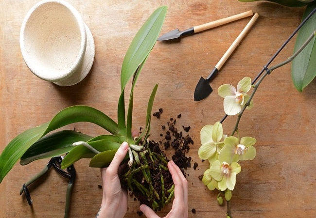How To Transplant Orchid In Summer