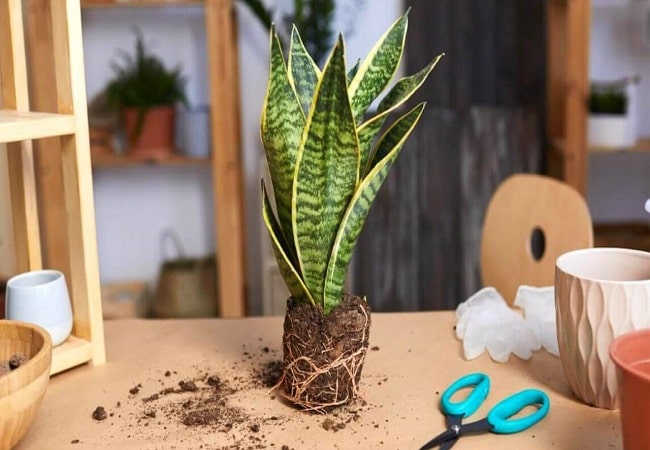 How To Transplant Snake Plant In Summer