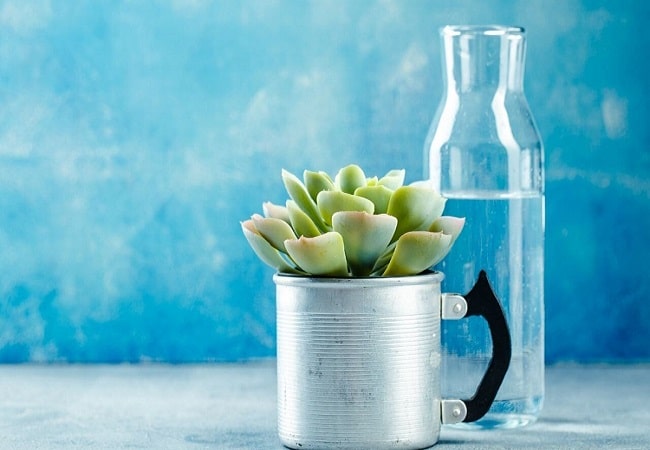 Are Self Watering Pots Good For Succulents