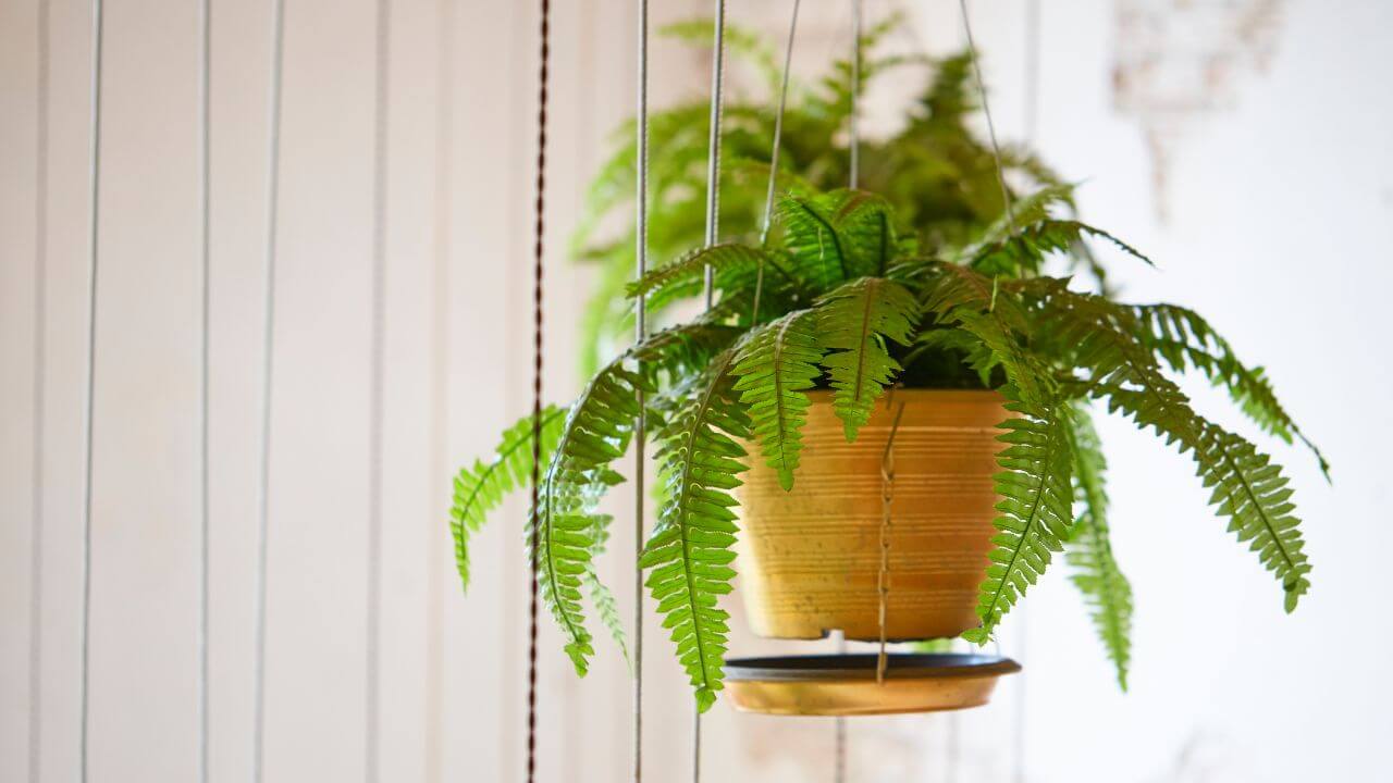 Boston Fern Fuzzy Stems: What’s Causing Them and How to Fix Them