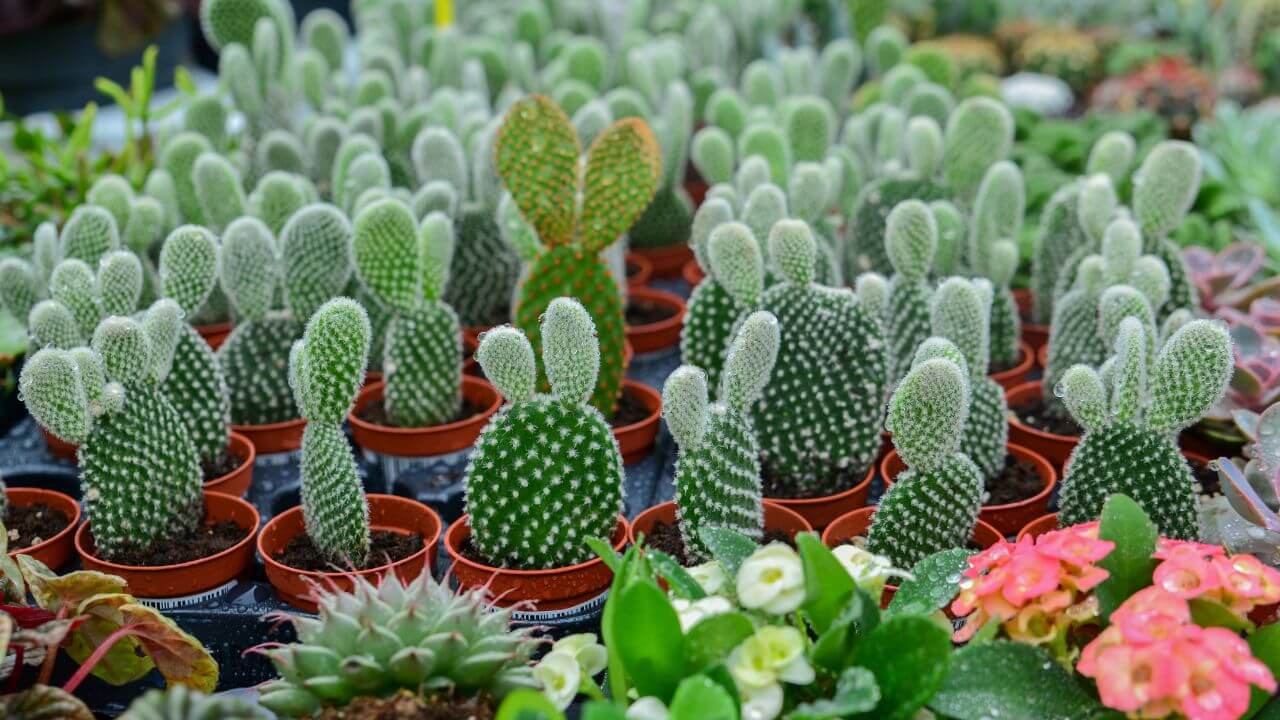 bunny-ear-cactus-growing-long-and-skinny