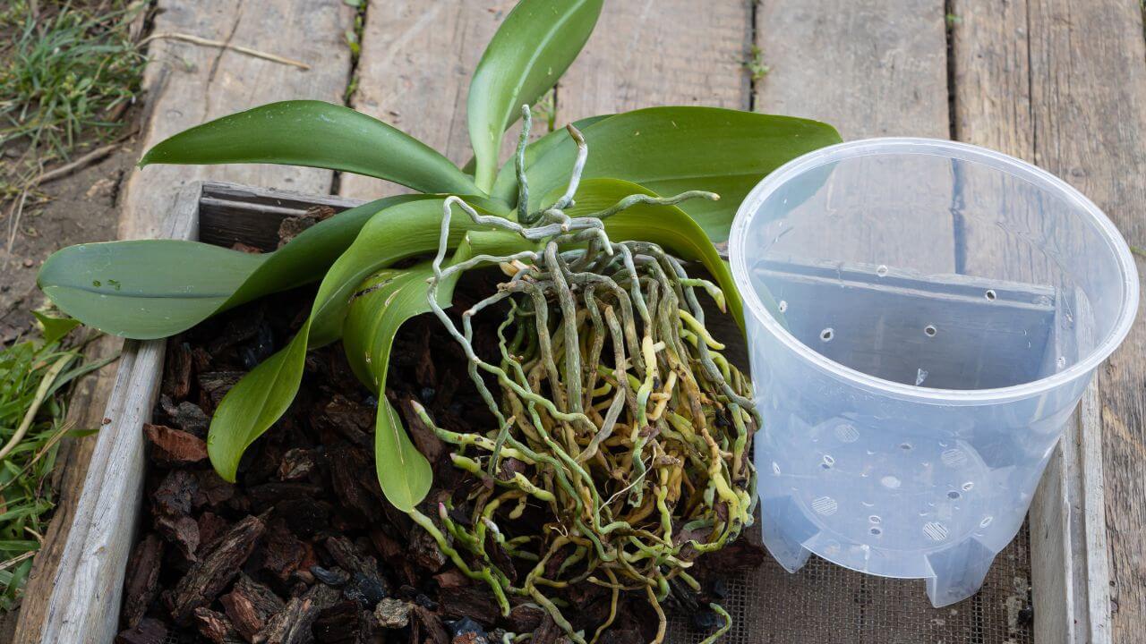 can-you-repot-orchids-in-regular-potting-soil