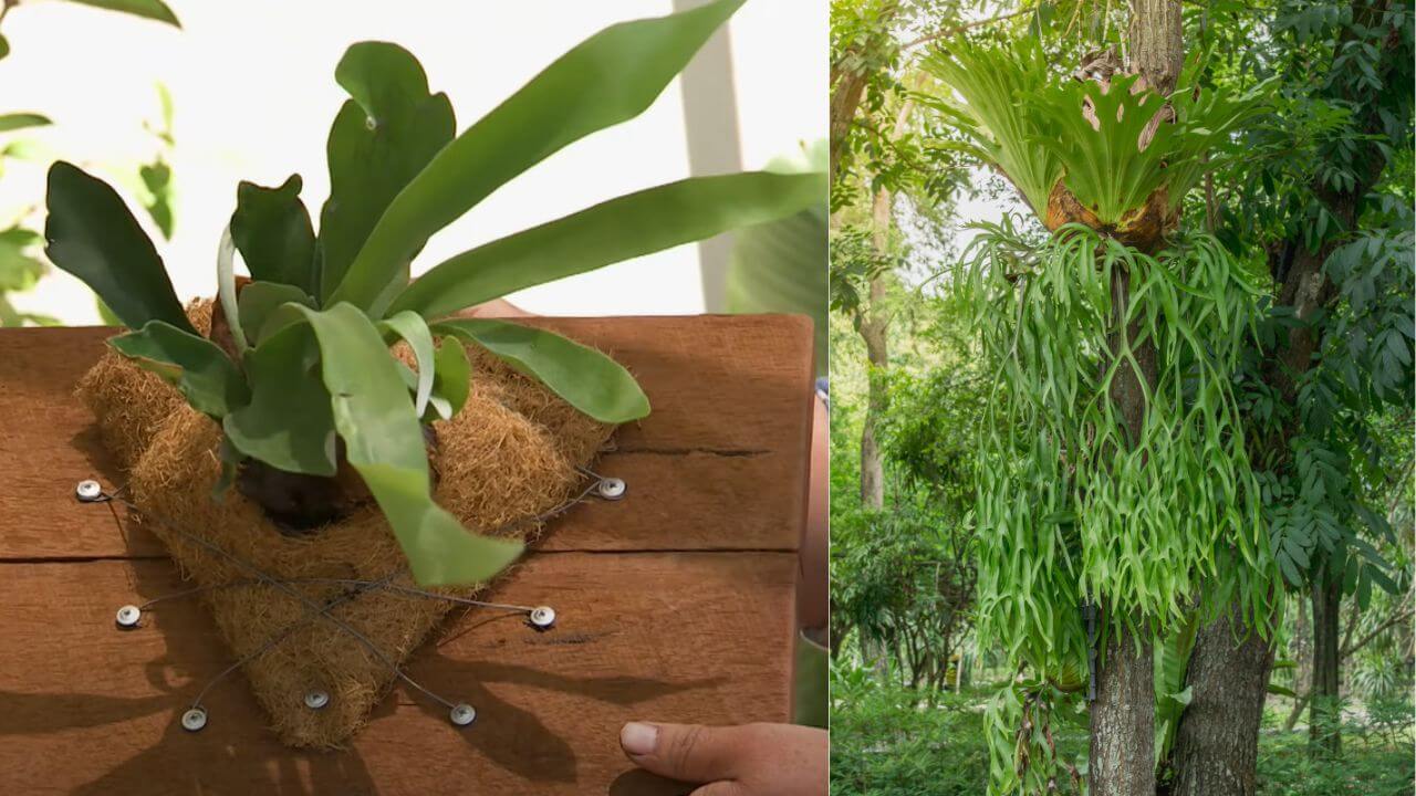 What Is The Difference Between Elkhorn Fern Vs Staghorn Fern?