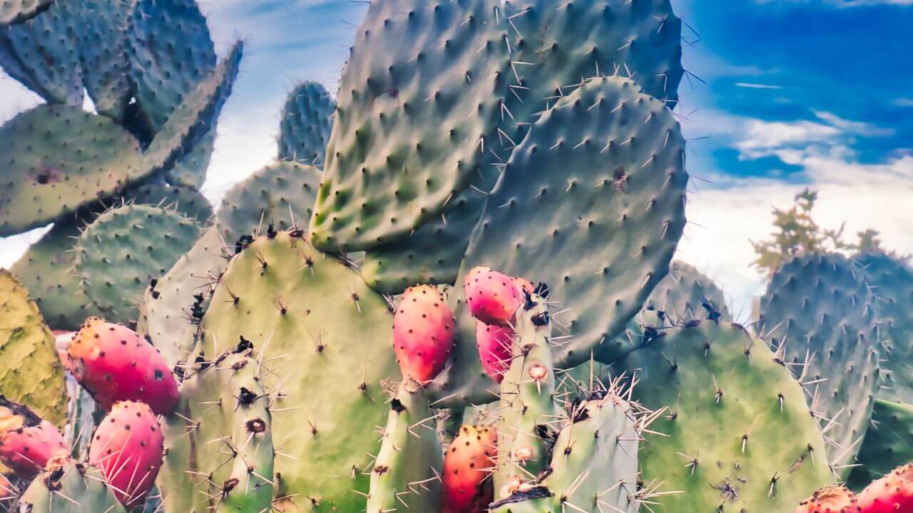 How Fast Does A Prickly Pear Cactus Grow? Find Out Here!