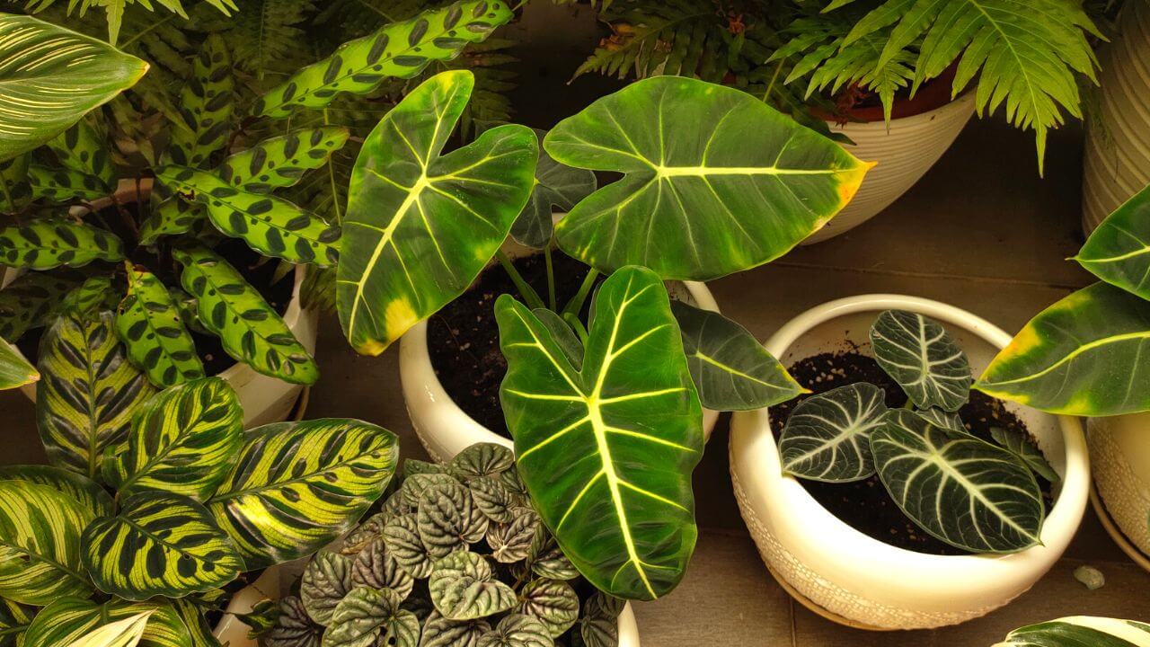 how-much-water-does-philodendron-need