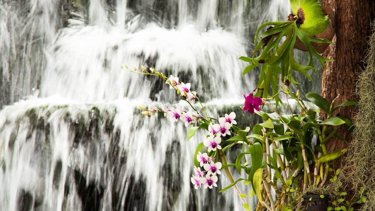 How To Care For A Waterfall Orchid: The Ultimate Guide