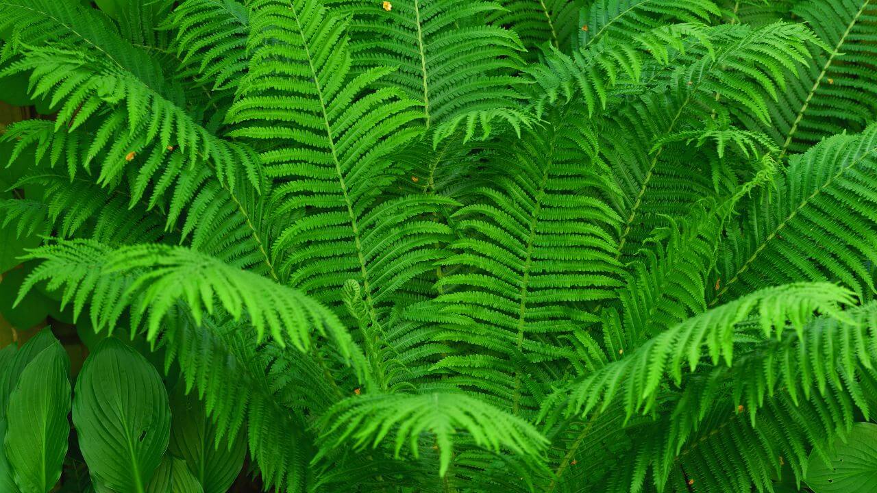 how-to-care-for-ferns-in-the-winter