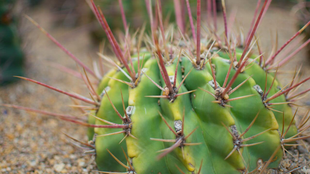 how-to-get-cactus-needles-out-of-clothes