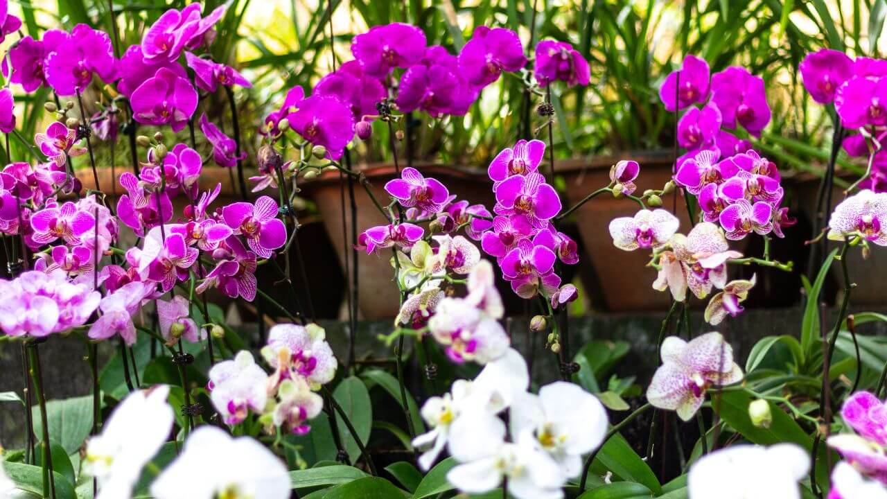 How Can I Keep My Orchids Warm During the Winter? Tips From A Pro!