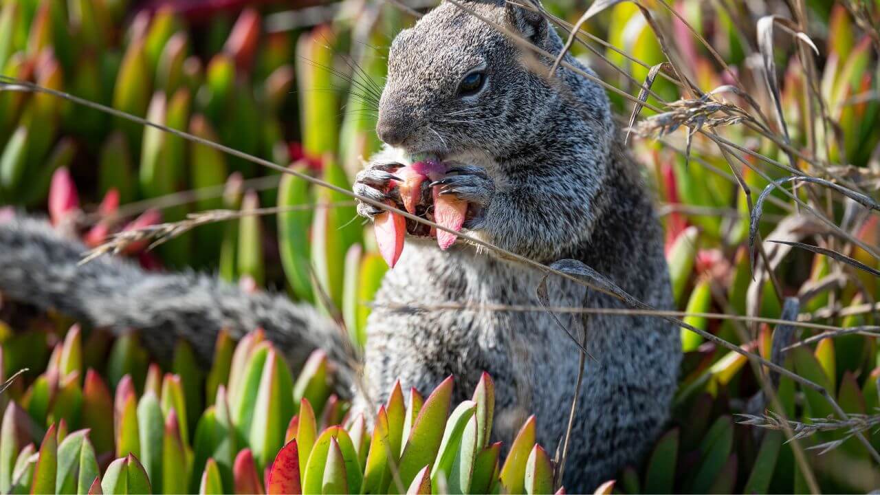 how-to-keep-squirrels-from-eating-succulents