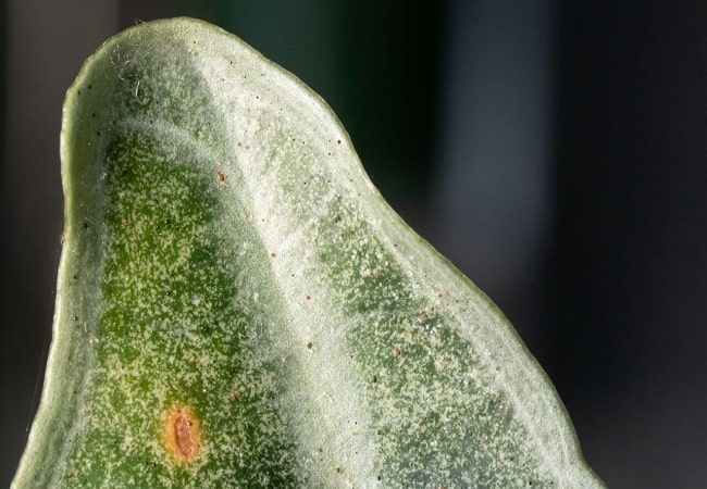 How To Kill Spider Mites On Orchids