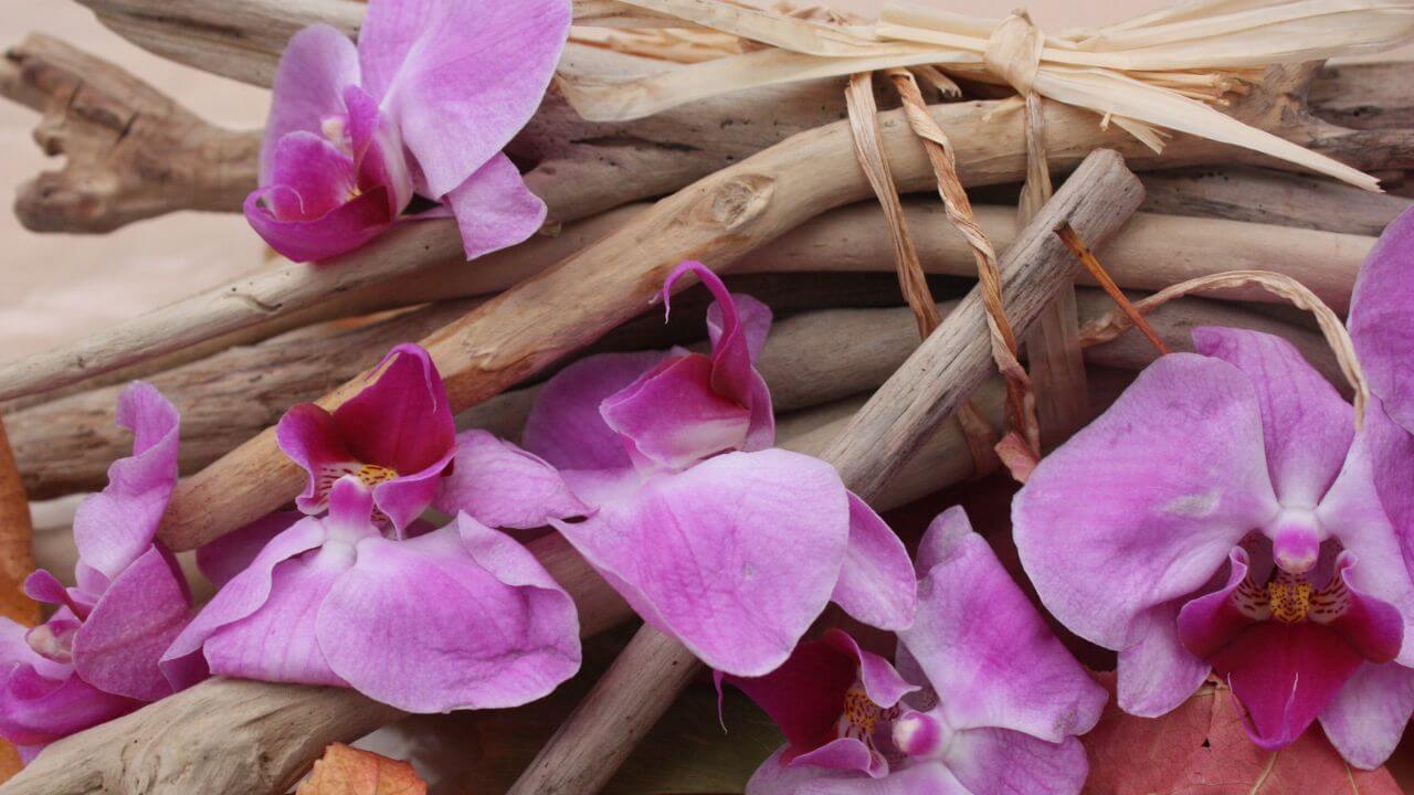 how-to-mount-orchids-on-driftwood