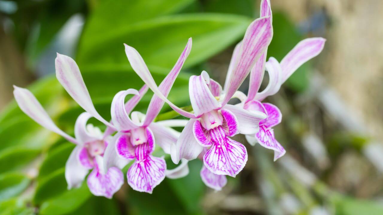 how-to-revive-a-dendrobium-orchid