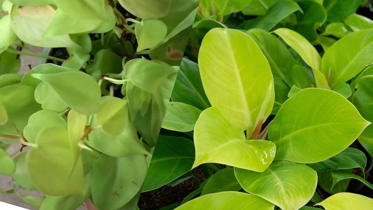 lemon-lime-philodendron-vs-moonlight-philodendron