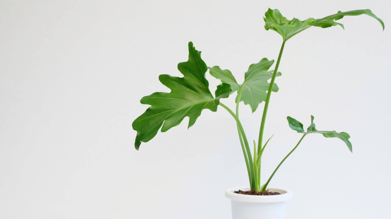 philodendron-hope-selloum-drooping-leaves