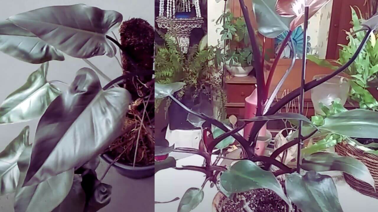 philodendron-majesty-vs-bloody-mary