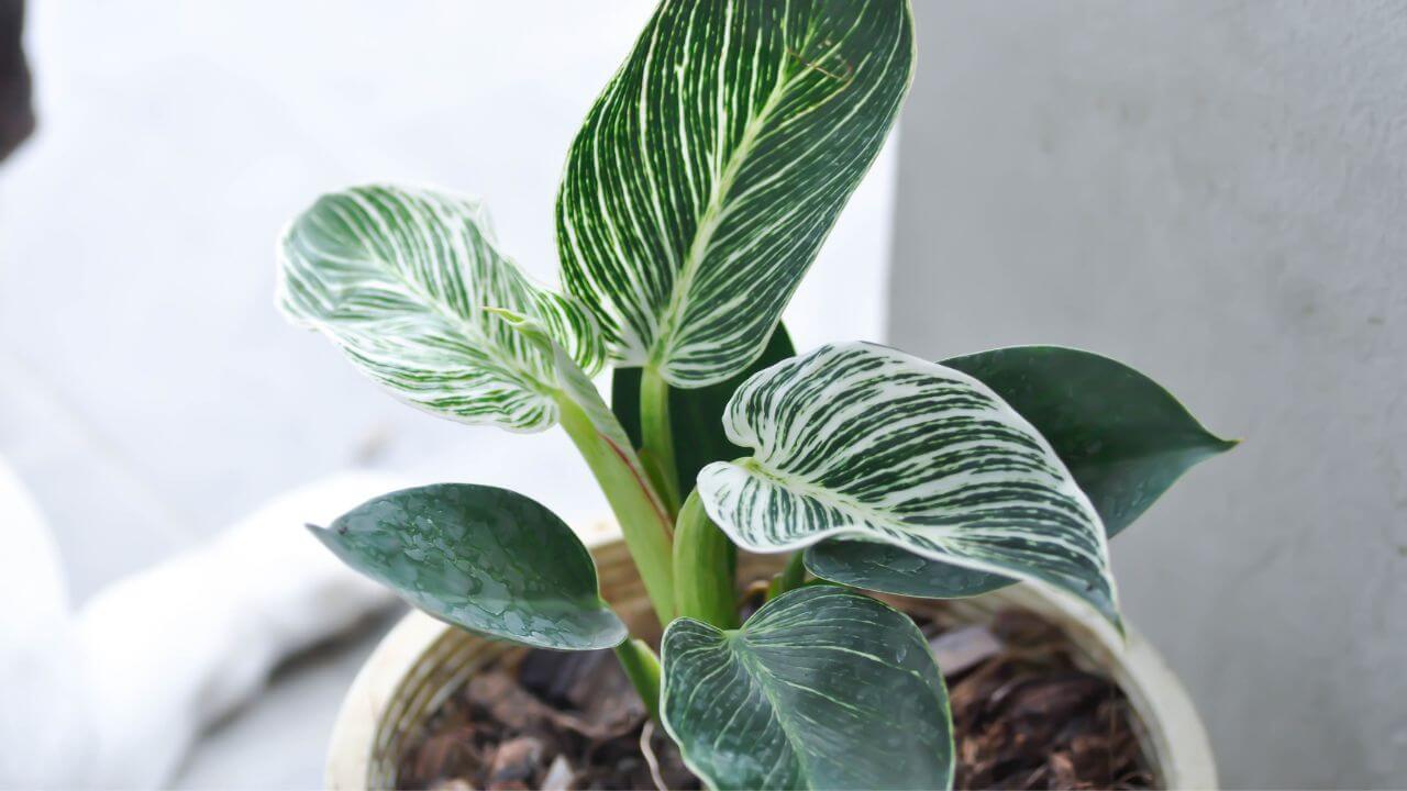 philodendron-micans-leaves-curling