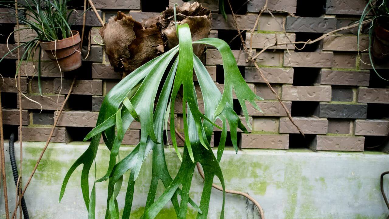 staghorn-fern-looks-droopy