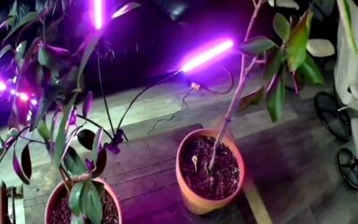 A Grow Led Grow Lights For Citrus Trees