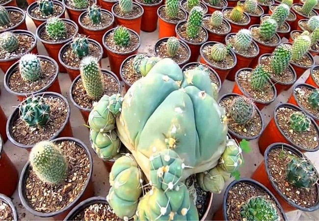 Best Cactus For Outdoor Pots