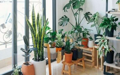 Most Effective Indoor The Best Plants To Grow Indoors To Clean Air