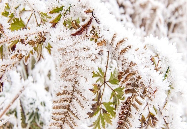 What To Do When Boston Fern Frost Damage? A Guide to Recovery
