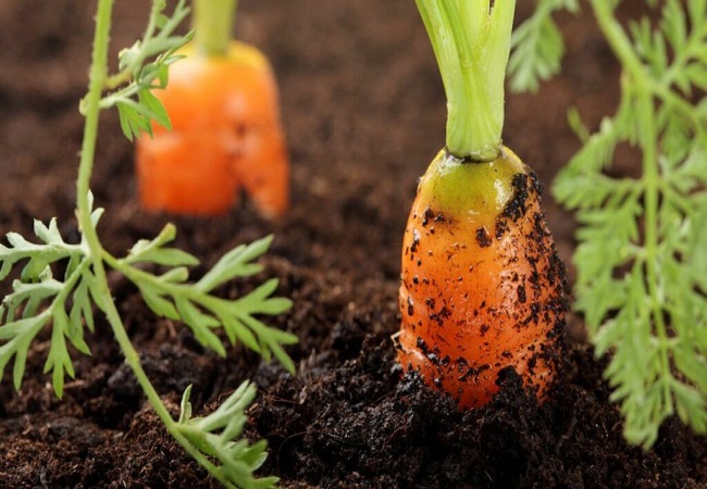 Growing Carrots In Clay Soil