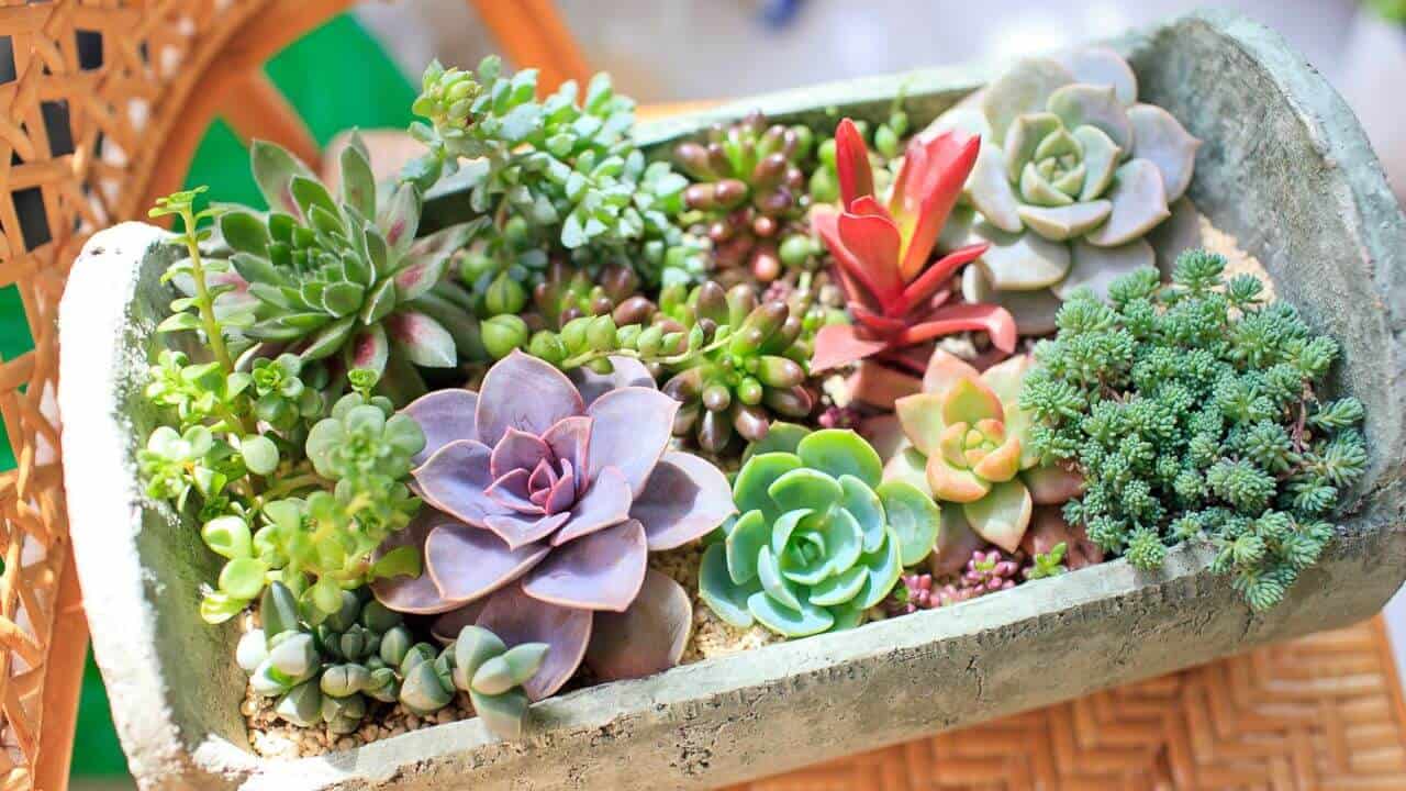 Common Challenges for Succulents Face In Their Growing Lives
