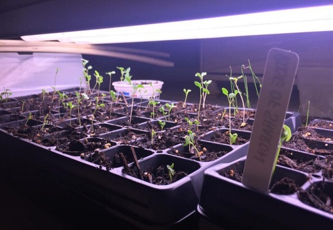How Many Hours A Day Should Grow Lights Be On